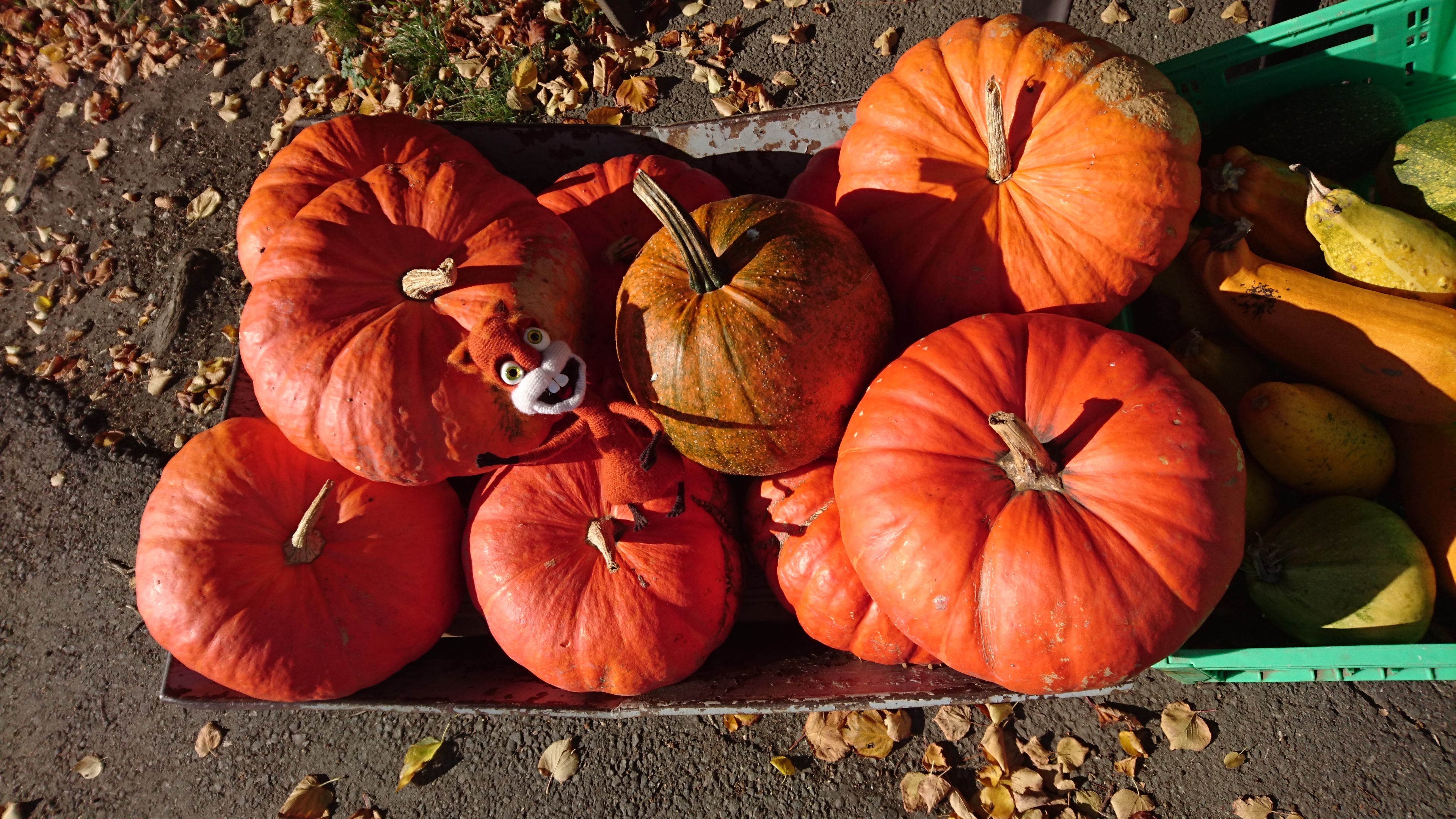 Pinselflitzer_Kuerbisparadies1